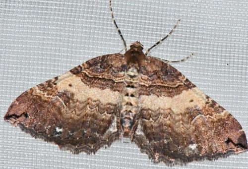Réf. 277 008 : Earophila badiata
